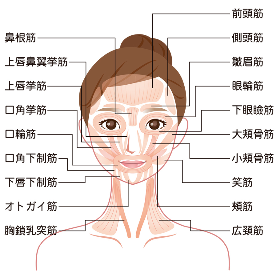 表情筋 - 熊本市矯正歯科相談室